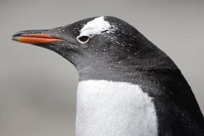gentoo penguin saunders island falkland islands photograph