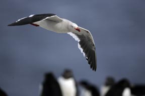 dolphin gull sea lion island falkland islands photograph