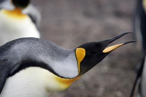 king penguin saunders island falkland islands photograph