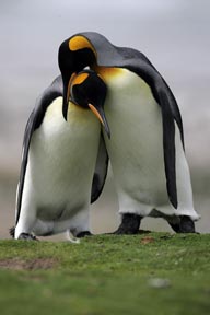 king penguin courtship saunders island falkland islands photograph