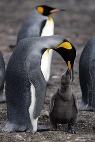 king penguin feeding baby saunders island falkland islands photograph