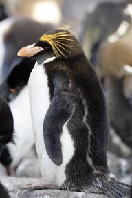 macaroni penguin saunders island falkland islands photograph