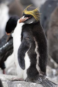 macaroni penguin saunders island falkland islands photograph