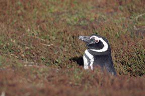 magellanic penguins saunders island falkland islands photograph
