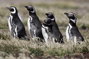 magellanic penguins sea llon island falkland islands photograph