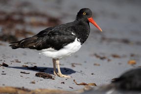 magellanic oystercatcher sea lion island falkland islands photograph