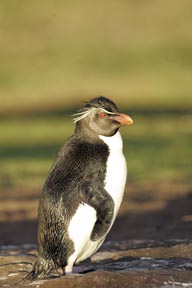 rockhopper penguins saunders island falkland islands photograph