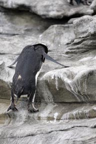 rockhopper penguins saunders island falkland islands photograph