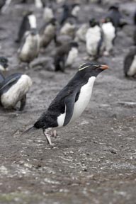 rockhopper penguins saunders island falkland islands photograph