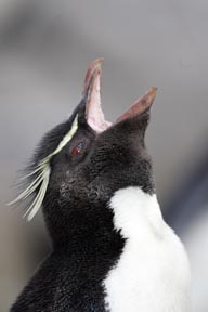 rockhopper penguins saunders island falkland islands photograph