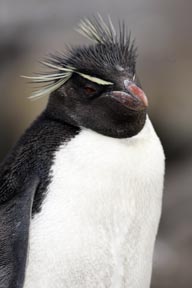rockhopper penguins saunders island falkland islands photograph
