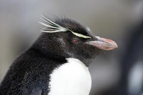 rockhopper penguins saunders island falkland islands photograph