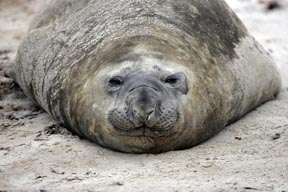 southern elephant seal sea lion island falkland islands photograph