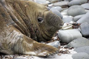 southern elephant seal sea lion island falkland islands photograph