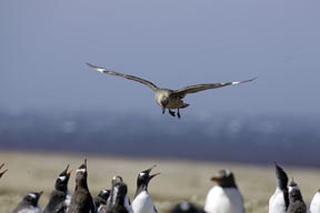 skua sea lion island falkland islands photograph