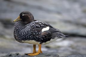 flightless steamer duck sea lion island falkland islands photograph