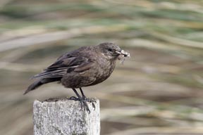 tussac bird sea lion island falkland islands photograph