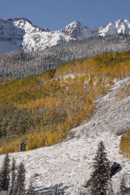 snow goose landing bosque del apache