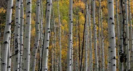 colorado fall aspens photo