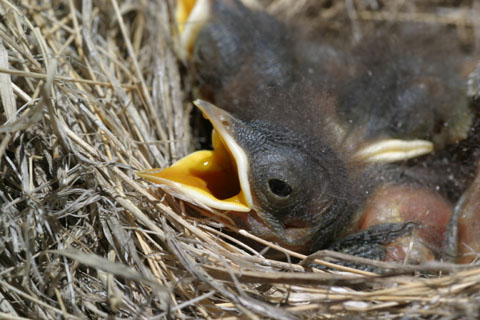 week old baby bluebirds photo