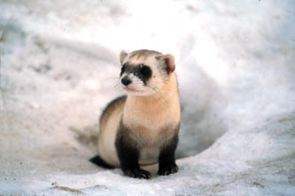 endangered black footed ferret photograph