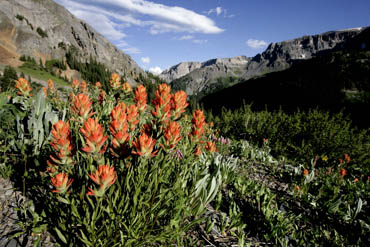 rosy paintbrush colorado wildflowers photo