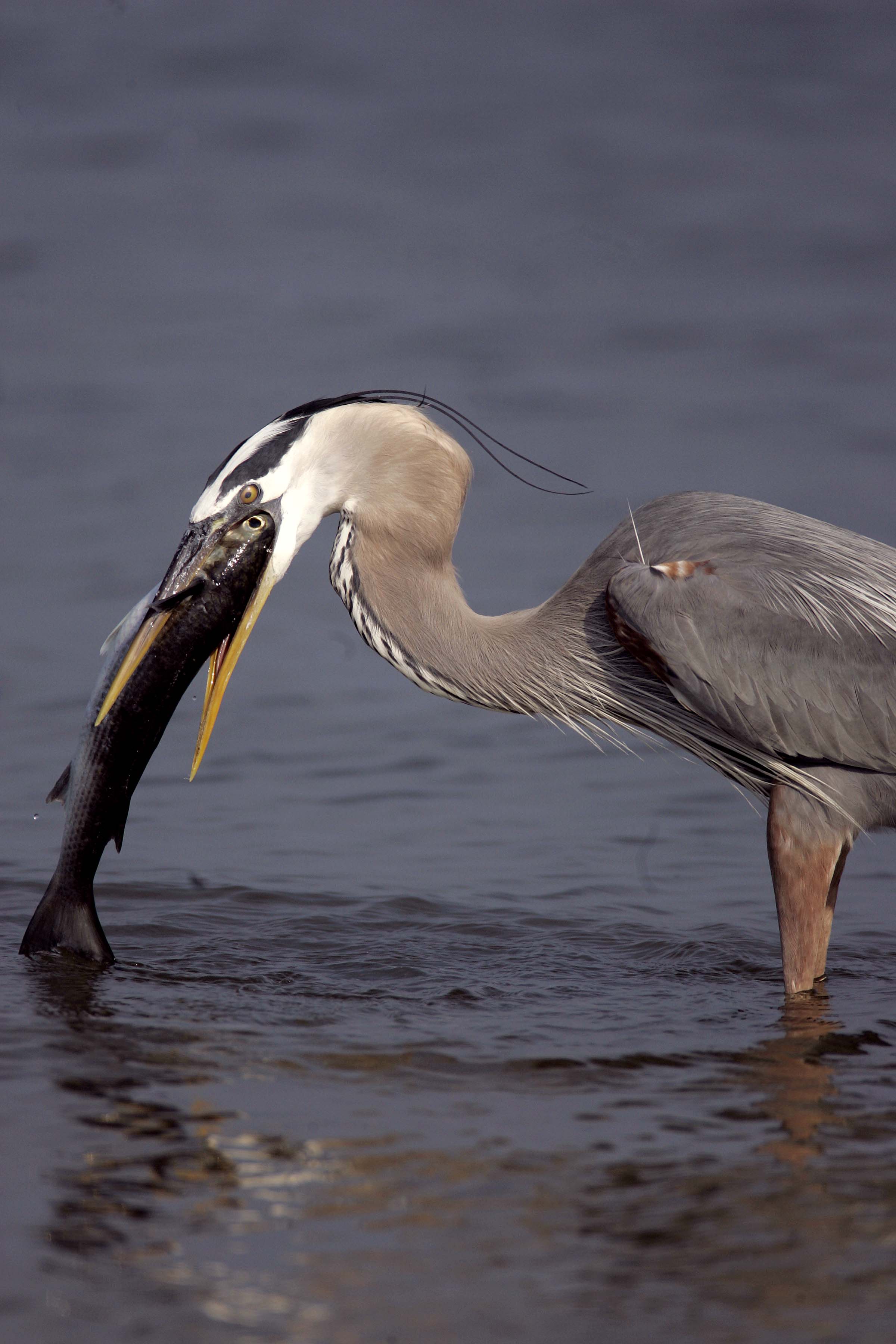 great blue heron catching mullet photo
