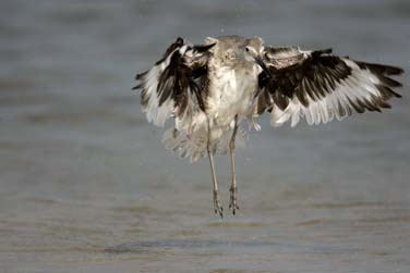 yawning black crown night heron photo