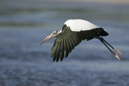 great egret silhouette at sunrise photo