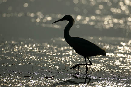 great egret silhouette at sunrise photo