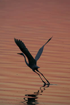 great egret silhouette at sunrise photo
