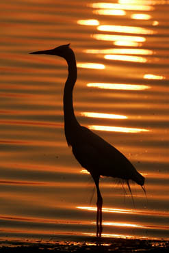 great blue heron silhouette at sunrise photo