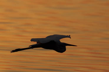 great egret sunrise flight photo