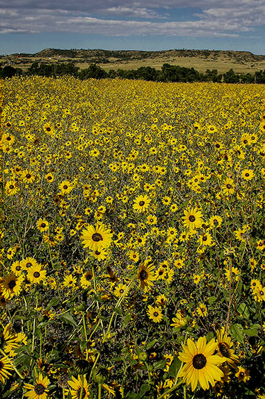 field of flowers colorado yellow