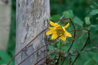 colorado sunflower growing thgrough fence photo