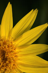 colorado sunflower close up photo