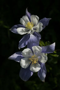 colorado blue columbine wildflower photo