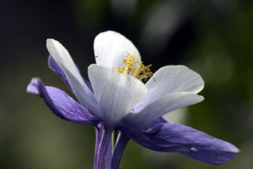 colorado blue columbine wildflower photo