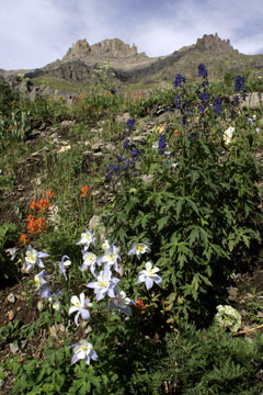 yankee boy basin ouray colorado wildflowers and peak photo