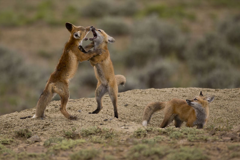 baby red foxes black phase