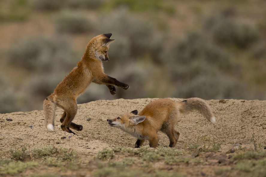 baby foxes playing