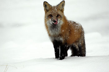  red fox in snow photo, colorado, tongue sticking out, wildlife portrait, winter wildlife