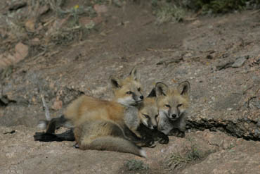 baby foxes photograph, wildlife behavior, baby animals, colorado, playful animals