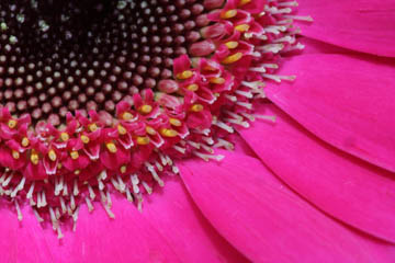 pink gerbera daisy details flowers photo