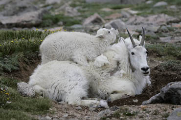 mountain goats, baby animals, mount evans, colorado wildlife, white animals, bonding