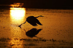 great blue heron taking flight at sunrise with orange water