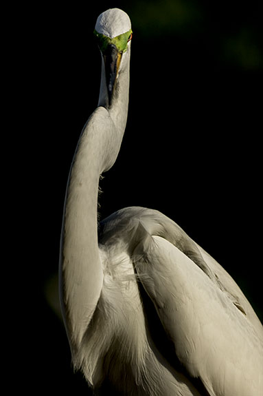 great egret in dramatic side light