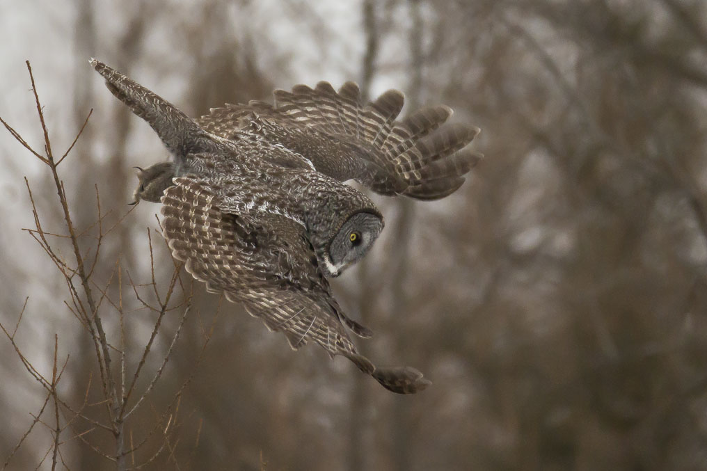 great gray owl landing