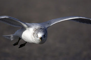 laughing gull in flight photograph, birds of fort desoto honemoon island photo workshop