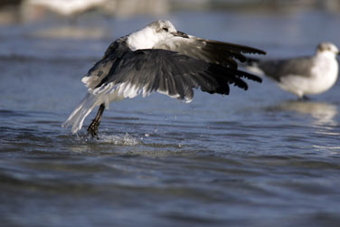sea gull in flight photo